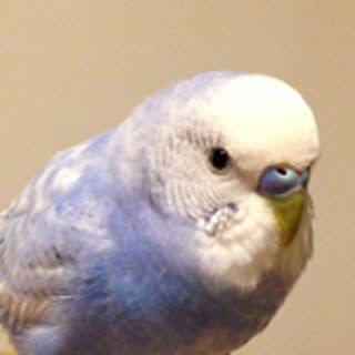 ari