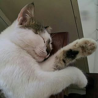 eriko_meets_cat