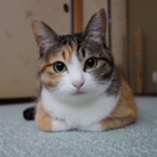 shinnn_5