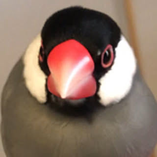 Mackeyp