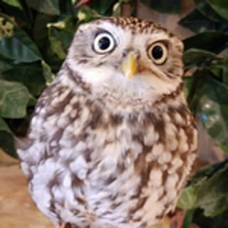 hoosuke