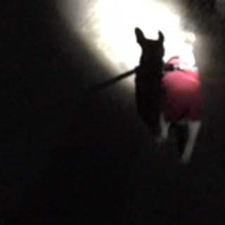 Hibi