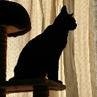 tobi