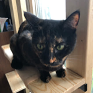 neko-hakase