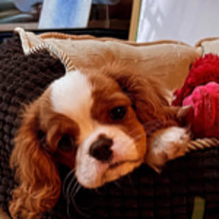 fifi