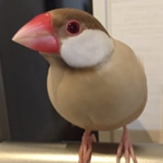 JYF