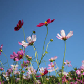 marumori_home