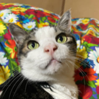 tomo
