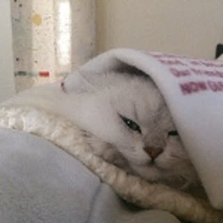 catslm