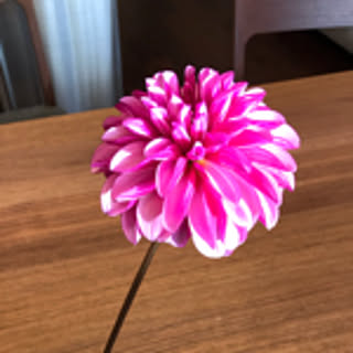 tiger.w