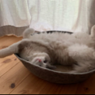 mmmegupo