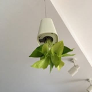 kikko