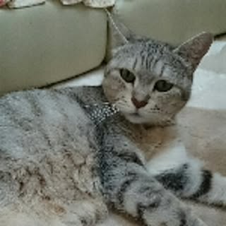 hanahana