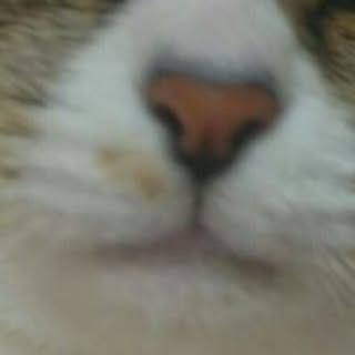 maaako
