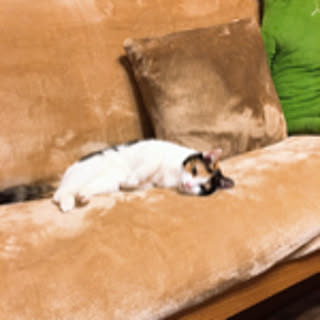 yoko