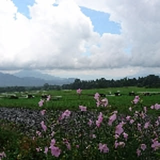 makisuke