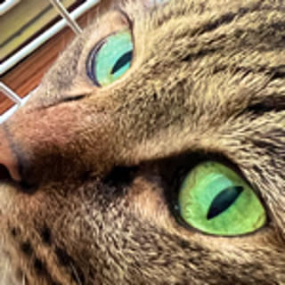 cat5