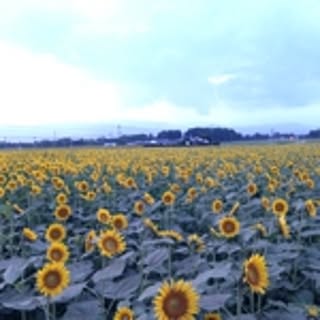 banpeiyu