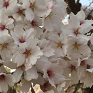 sakura-saku.