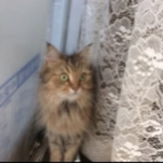 catmama