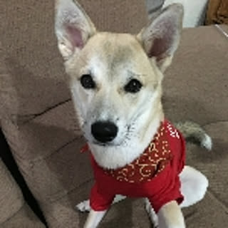 masami
