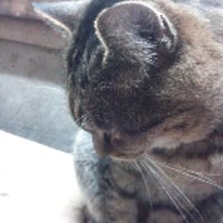 netti