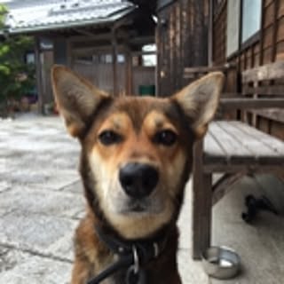 cocoa