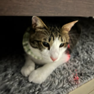 aki