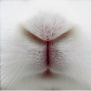 suz_cat