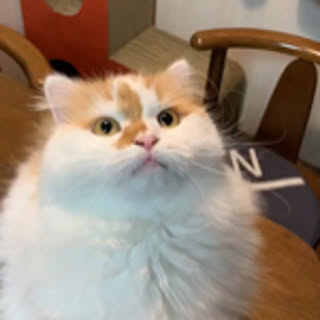 kei
