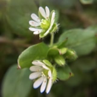 hoshinokakera