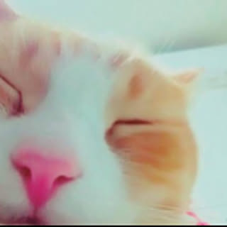 fuyuzo