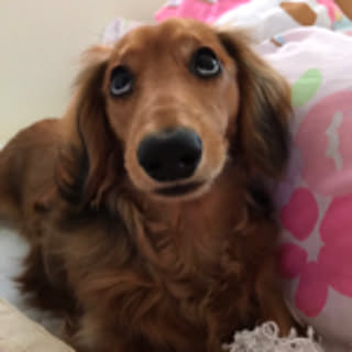 hamu