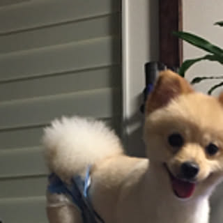 masa