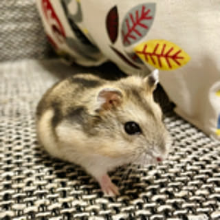 takako