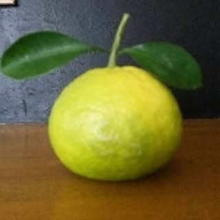 mikan.