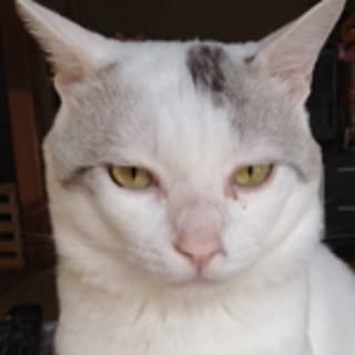 yukimi