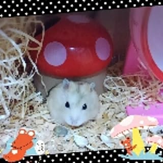 bobomi