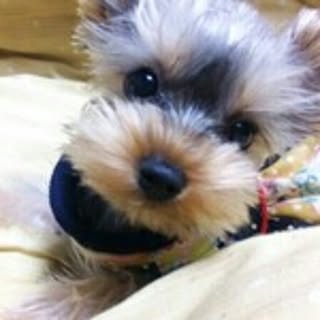 chizu