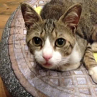 tora