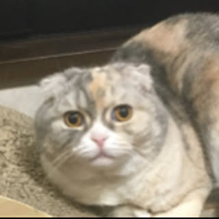 naosan
