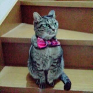 noochan