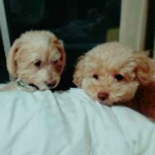 ruiji.sissy