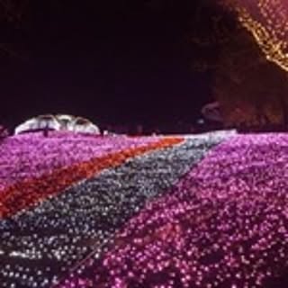 ume