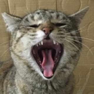 aco