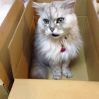 Satomi