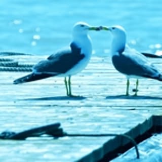 yuria.seagull