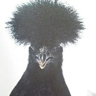 fishchicken