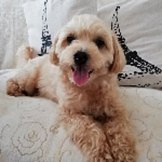 haru