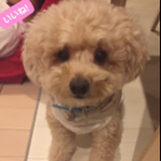 miko